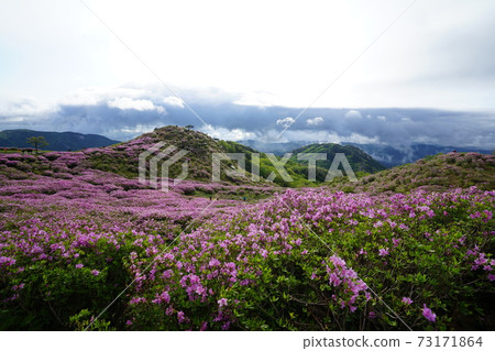 Hwangmaesan, Hapcheon-gun, Azaleas, Spring Hwangmaesan, Hapcheon-gun, Azaleas, Spring 73171864