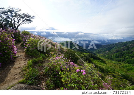 陝川郡黃梅山杜鵑花迎春 陝川郡黃梅山杜鵑花迎春 73172124