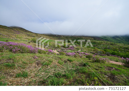 陝川郡黃梅山杜鵑花迎春 73172127