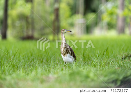 Chinese pond heron / Ardeola bacchus on the lawn in the park 73172377