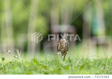 Chinese pond heron / Ardeola bacchus on the lawn in the park 73172383
