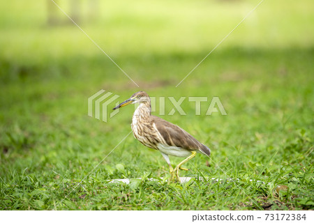 Chinese pond heron / Ardeola bacchus on the lawn in the park 73172384