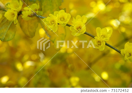 Multiple flowers of Japanese allspice Multiple flowers of Japanese allspice 73172452