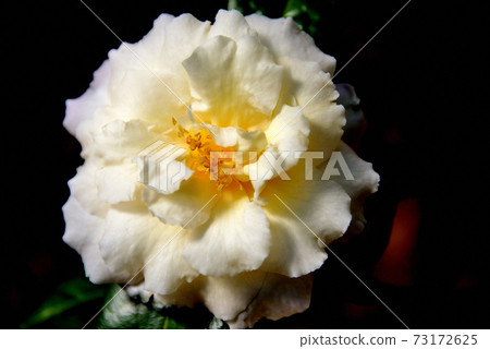 Camellia New Century Camellia New Century 73172625