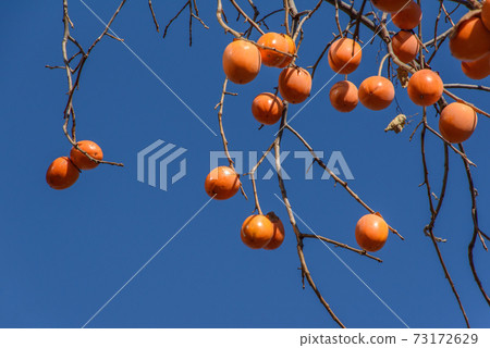 Persimmon and blue sky 73172629