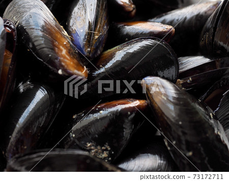 新鮮貽貝,食品配料,貝類 新鮮貽貝,食品配料,貝類 73172711