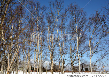 White birch forest in winter White birch forest in winter 73172723