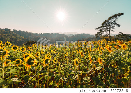 Sunflower field in the morning on the mountain 73172848