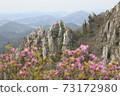 Dalmasan Spring 73172980