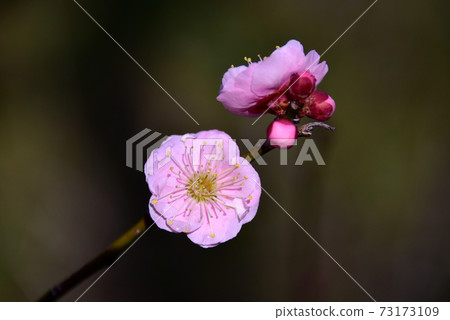 Plum (surprise) 73173109
