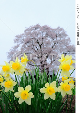 櫻花和水仙花 櫻花和水仙花 73173162