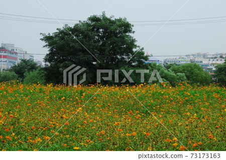 Ansan City. Gojan Station. Sunflowers in the park Ansan City. Gojan Station. Sunflowers in the park 73173163