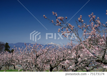 Anzu no Sato 73173174