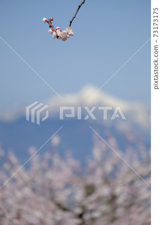 Anzu no Sato 73173175