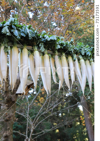 Dried radish 73173591