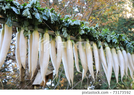 Dried radish Dried radish 73173592