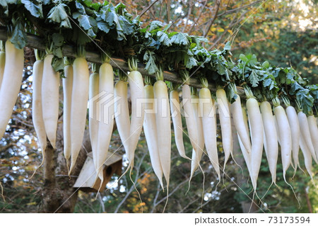 Dried radish Dried radish 73173594