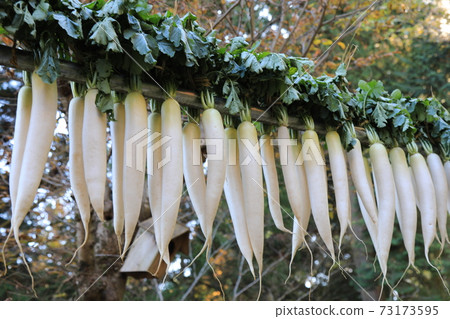 Dried radish Dried radish 73173595