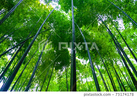 Green bamboo forest with sun light in morning 73174178
