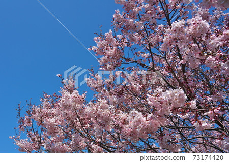 Cherry blossoms in full bloom (Takato small Higan cherry blossoms) 73174420