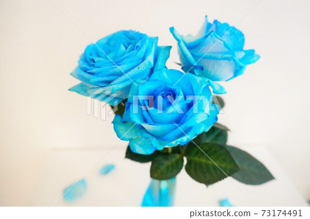 Three-wheeled blue rose 73174491