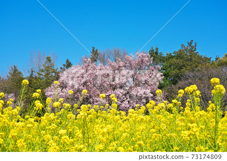 Rape field and Takato small Higan cherry tree in Ashihana Park (Roka Koshunen) Rape field and Takato small Higan cherry tree in Ashihana Park (Roka Koshunen) 73174809