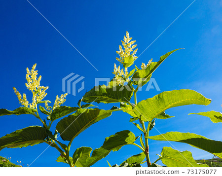 Ontade blooming on the mountain trail of Mt. Yakushi in the Northern Alps 73175077