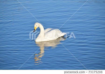 Swan 73175208
