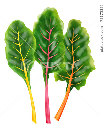 水彩插圖瑞士甜菜 73175333