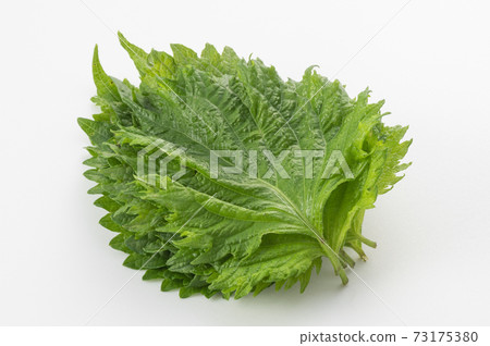 Fresh green perilla, green perilla, large leaves 73175380