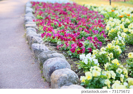 中提琴花 73175672