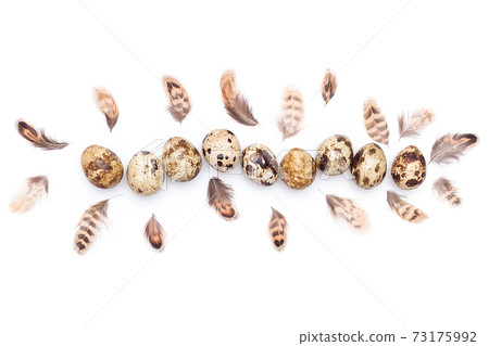 Quail eggs and bird feathers on a white background. Top view Flat lay Copy space 73175992
