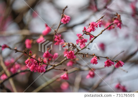 pink cherry blossom in taiwan 73176505