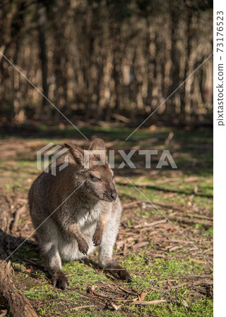 wallaby, wildlife animal in Australia wallaby, wildlife animal in Australia 73176523