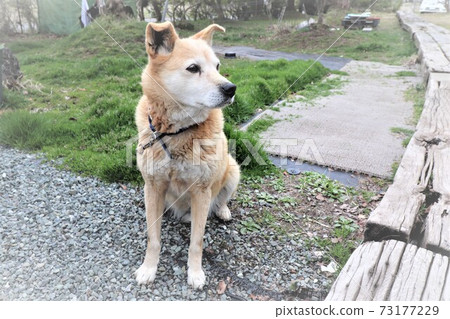 Sitting dog 73177229