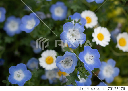 Nemophila 73177476