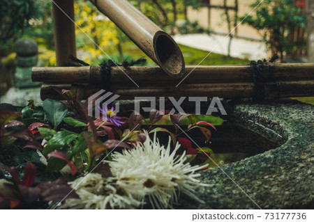 It is Hanatemizu in the garden of Korin-in Temple at Daitokuji Temple in Shino, Kyoto in autumn. 73177736