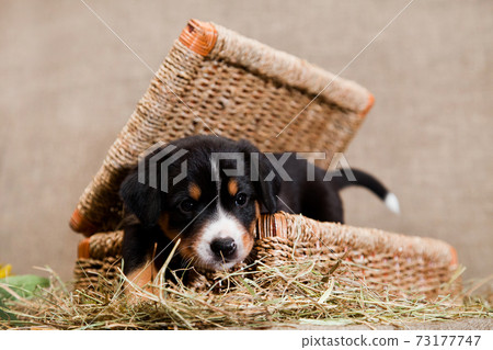 Entlebucher mountain dog puppy lies peeping out of the basket Entlebucher mountain dog puppy lies peeping out of the basket 73177747