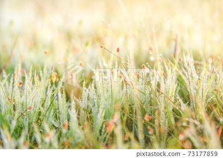 Fresh grass with dew background Fresh grass with dew background 73177859