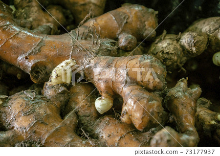 Fresh organic ginger on fresh market in thailand 73177937