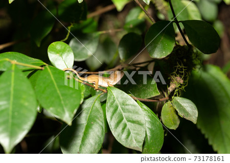 Colorful chameleon in a close-up in the rainforest in Madagascar 73178161