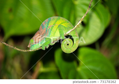 Colorful chameleon in a close-up in the rainforest in Madagascar 73178162