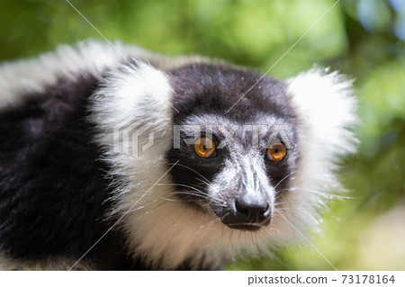 A black and white Vari Lemur looks quite curious A black and white Vari Lemur looks quite curious 73178164