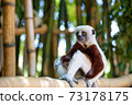 The Coquerel Sifaka in its natural environment in a national park on the island of Madagascar 73178175