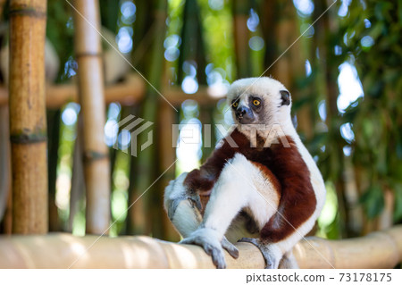 The Coquerel Sifaka in its natural environment in a national park on the island of Madagascar 73178175