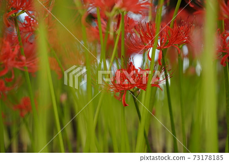 滿洲坂 Higanbana 秋花 紅色花 10月 11月 古人花 魔鬼 照片素材 圖片 圖庫