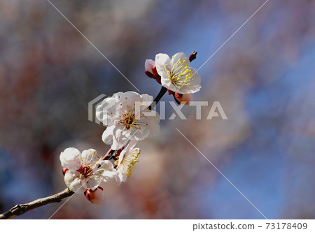 Plum blossom Plum blossom 73178409