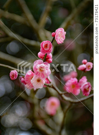 梅花 梅花 73178421