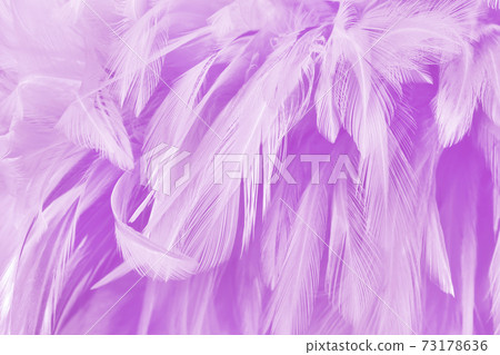Beautiful purple pastel bird feathers pattern texture background. Beautiful purple pastel bird feathers pattern texture background. 73178636