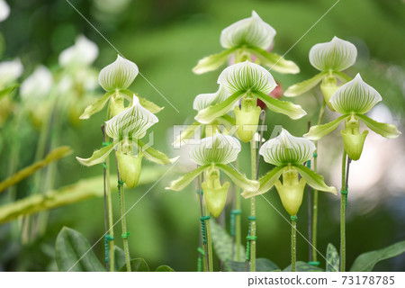 Paphiopedilum orchid in the garden Paphiopedilum orchid in the garden 73178785